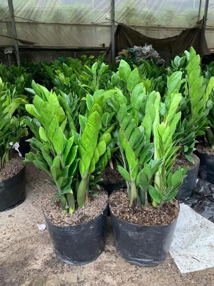 cây kim tiền mang tính chất phong thủy