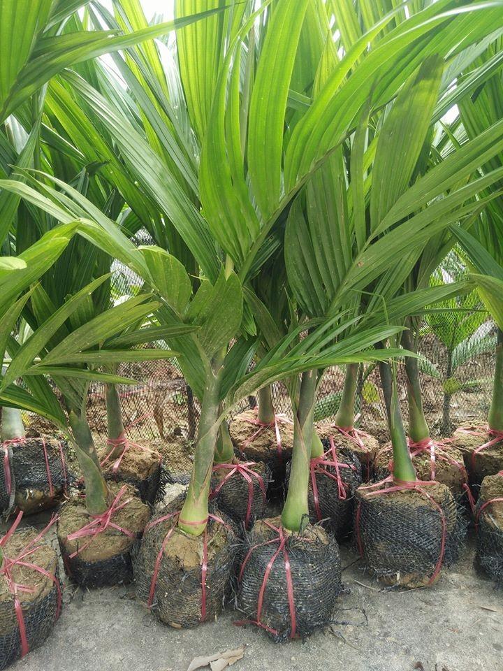 Cây giống CAU TỨ QUÝ - Giống chuẩn F1