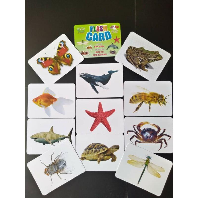 Bộ Thẻ Học Thông Minh loại to Flashcard 18 chủ đề