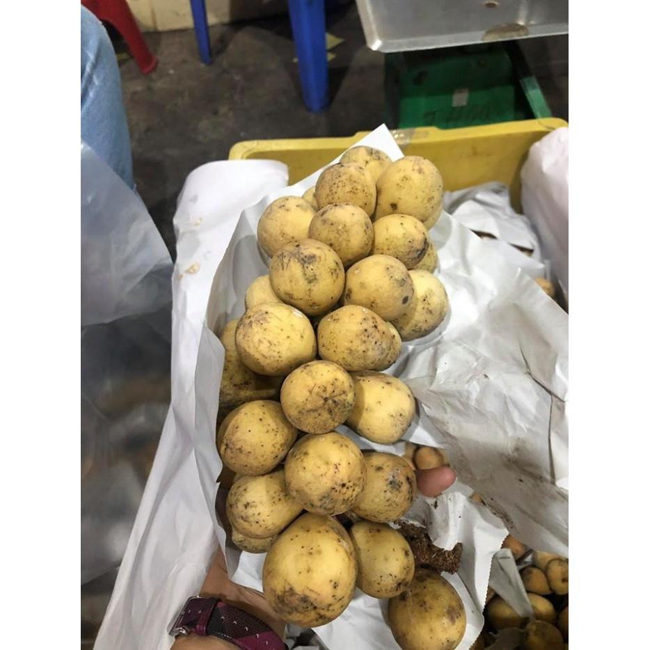 Cây giống bòn bon thái siêu quả