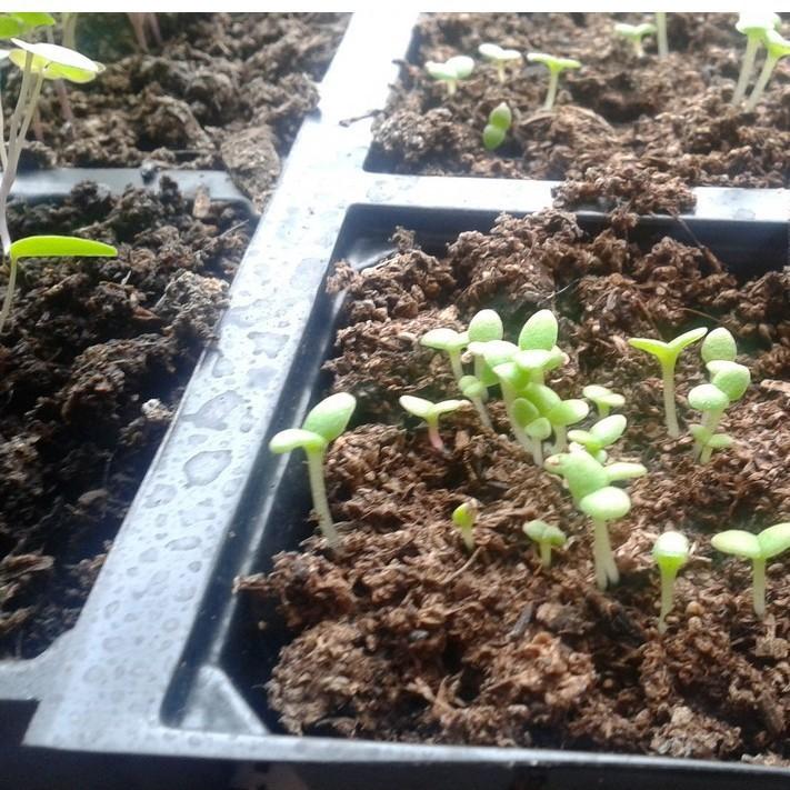 200h Hạt Giống Hoa Mười Giờ Châu Phi Mix Màu