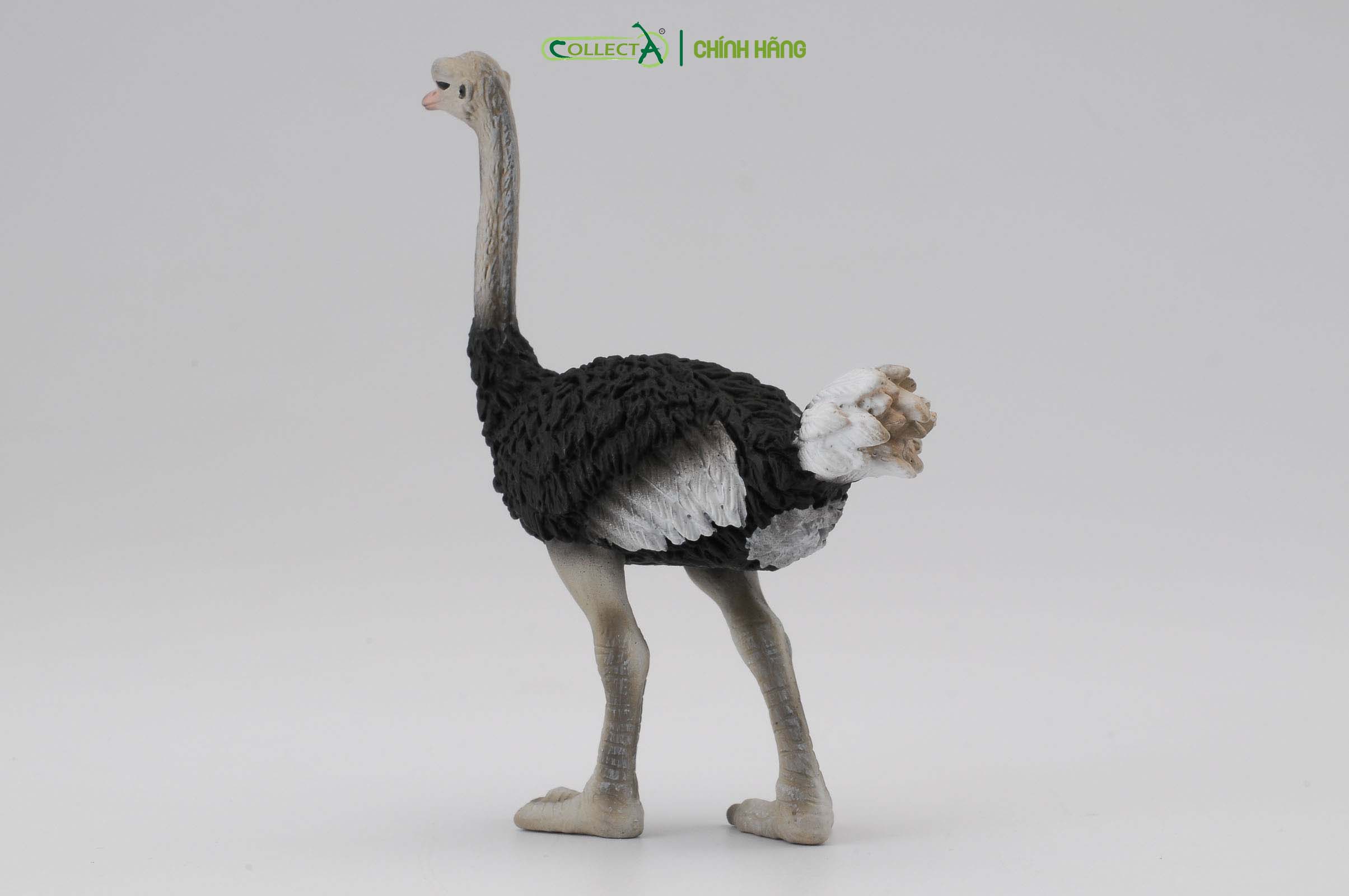 Mô hình thu nhỏ: Đà Điểu - Ostrich, hiệu: CollectA, mã HS 9651150[88459] -  Chất liệu an toàn cho trẻ - Hàng chính hãng