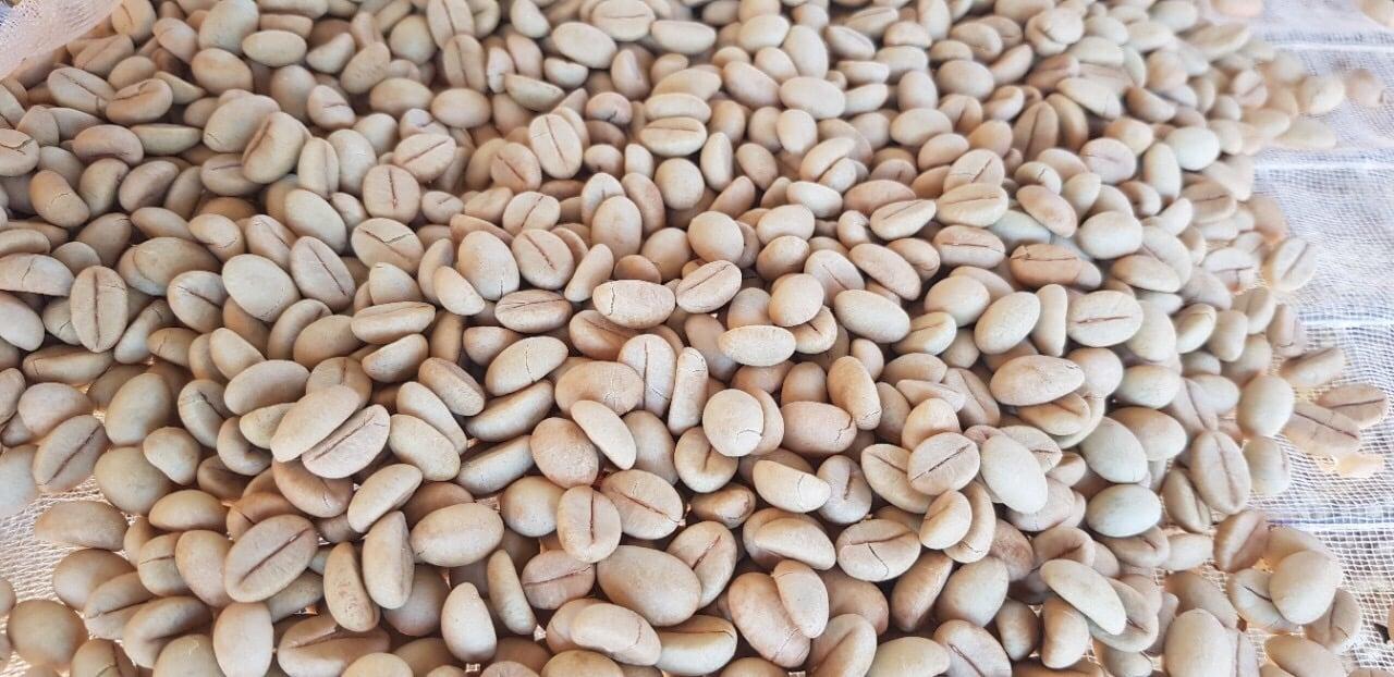 500 gram HẠT GIỐNG CÀ PHÊ XANH LÙN .