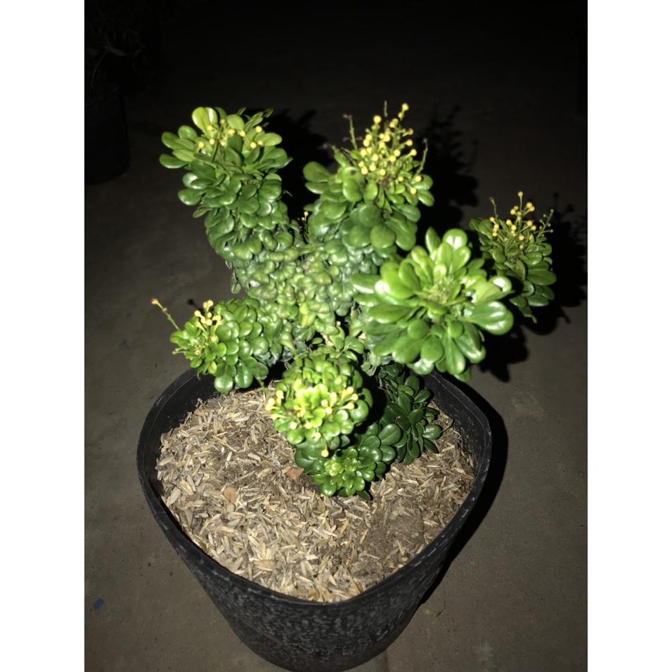 Cây Ngâu Tàu bonsai - cây bonsai + tặng phân bón cho cây