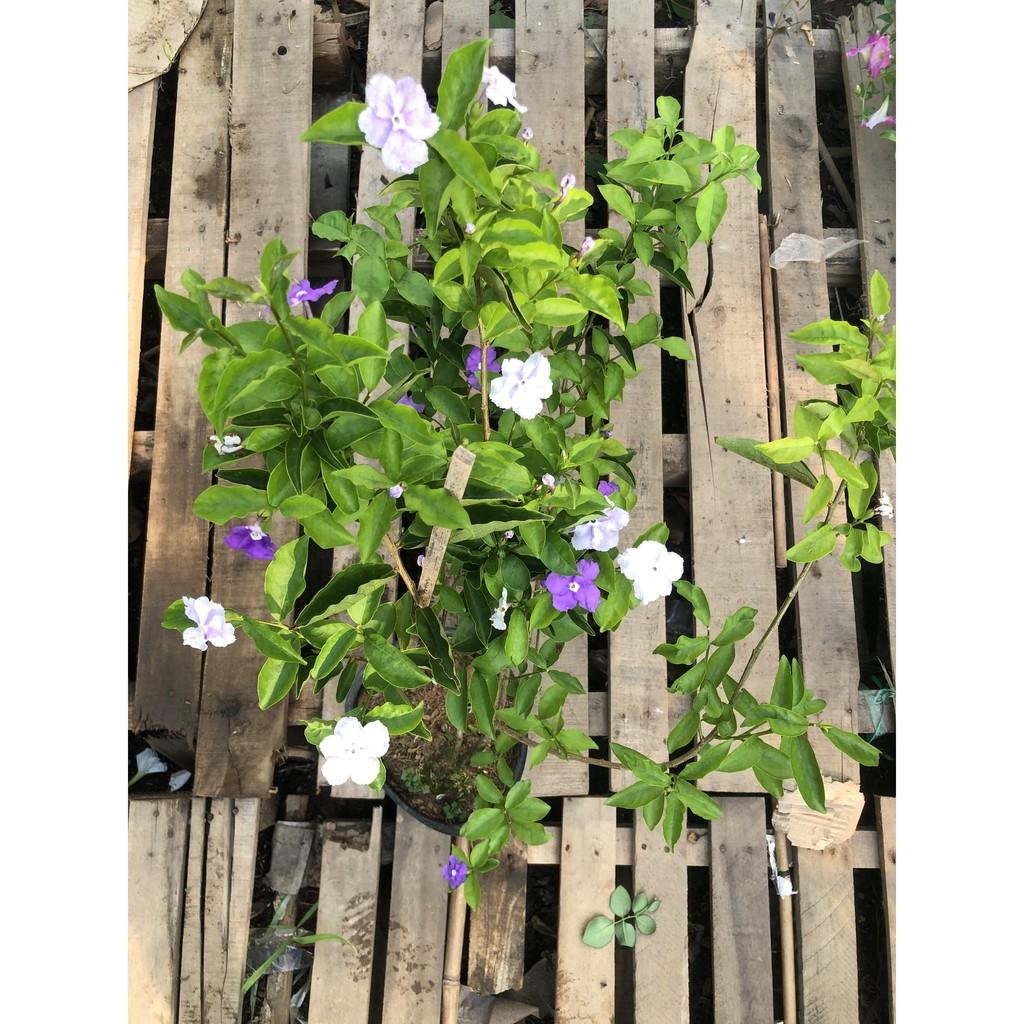Cây lài nhật cao 40 - 50 cm