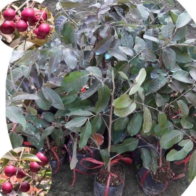 Cây Giống Nhãn Tím Ghép Chuẩn