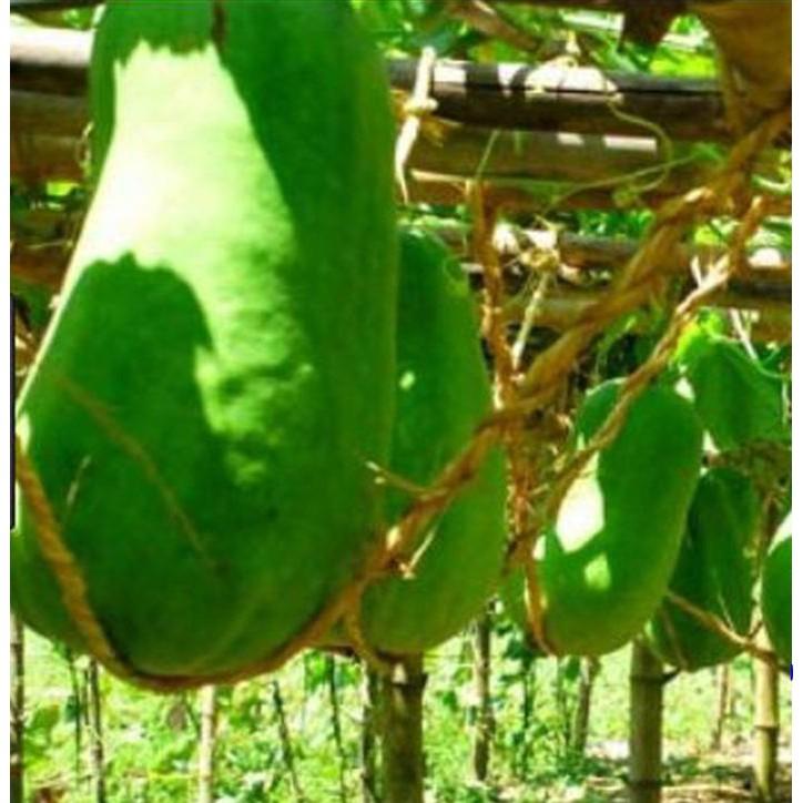 Hạt giống bí đao xanh khổng lồ - 1 gói 10 hạt