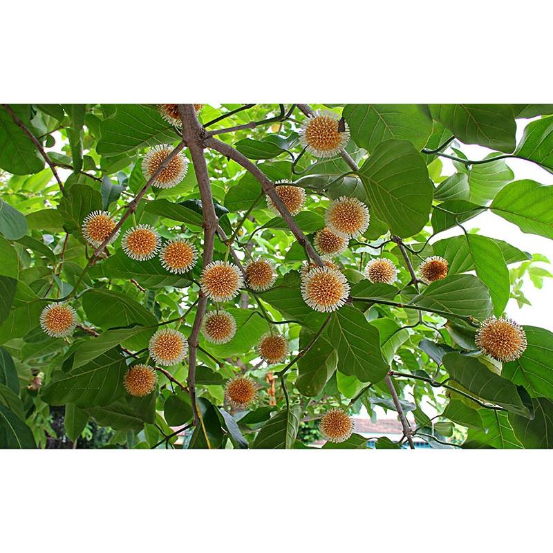 1 KG HẠT GIỐNG CÂY GÁO VÀNG