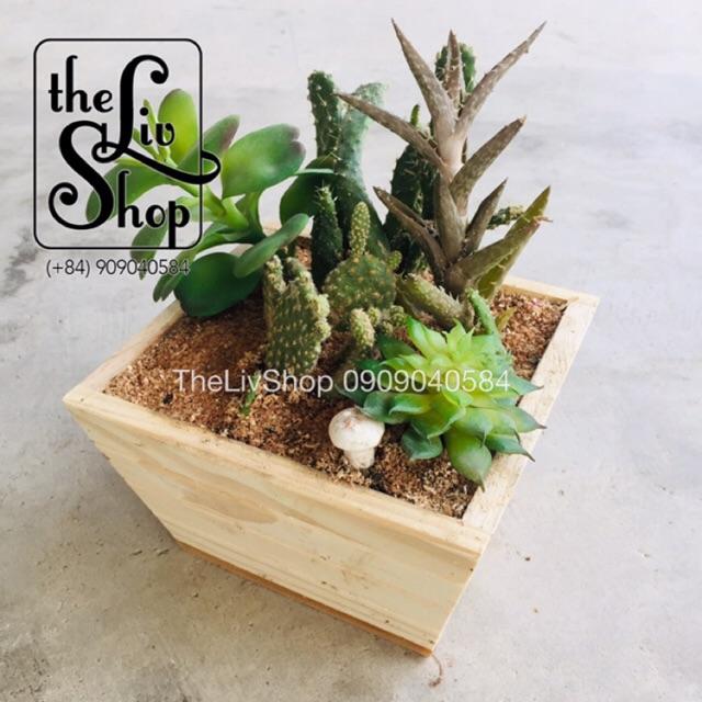 Chậu cây bằng gỗ thông 3 sizes