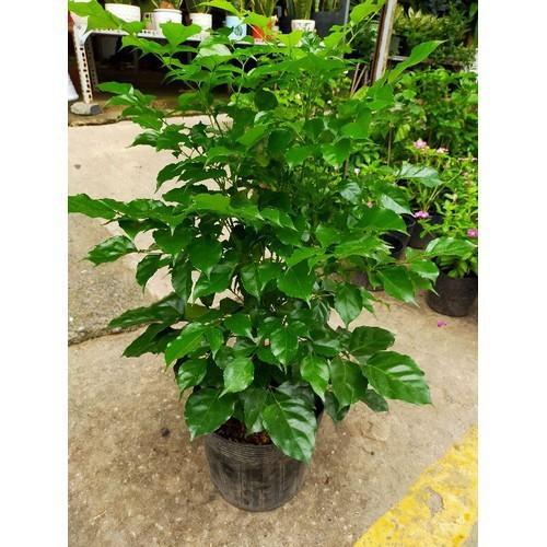 CÂY HẠNH PHÚC- CÂY PHONG THỦY MANG LẠI TÀI LỘC CHO GIA CHỦ -