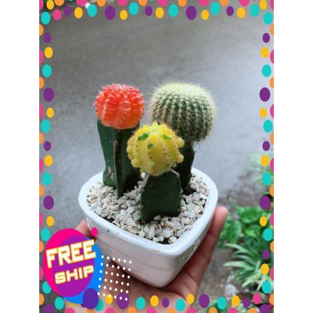 Chậu Xương Rồng Trái Tim