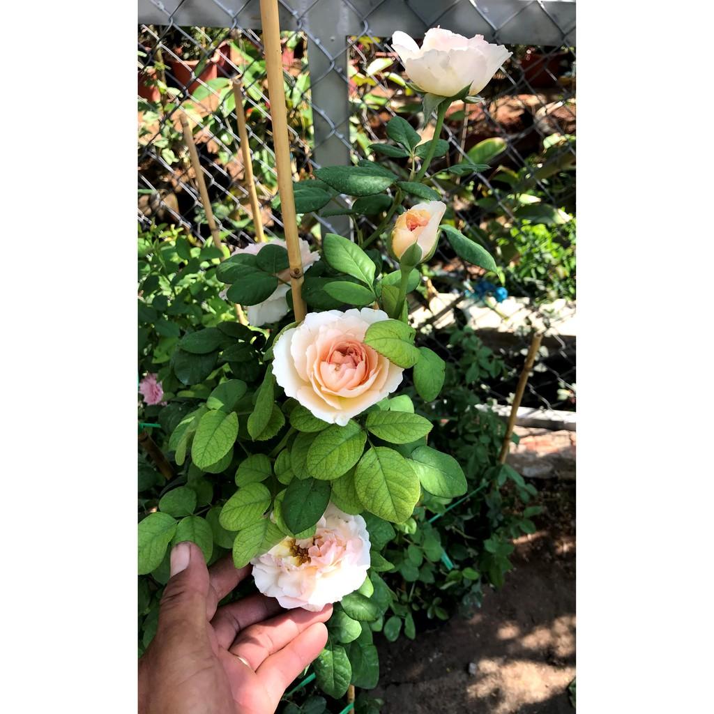 Chậu hoa hồng leo HL1 cao 50 - 70 cm