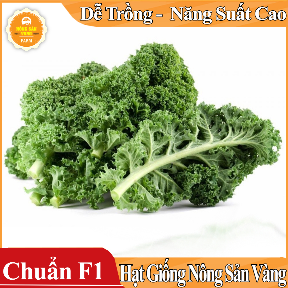 Hạt giống Cải Xoăn Kale ( Gói 5 Gram ) - Nông Sản Vàng
