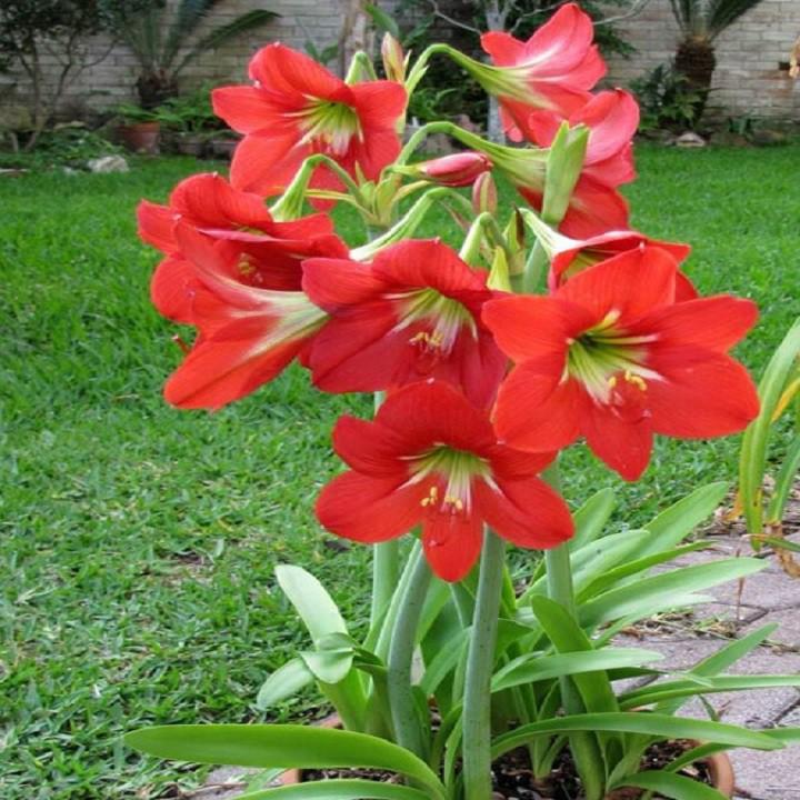 Củ lan giống hoa huệ tây màu đỏ nhung