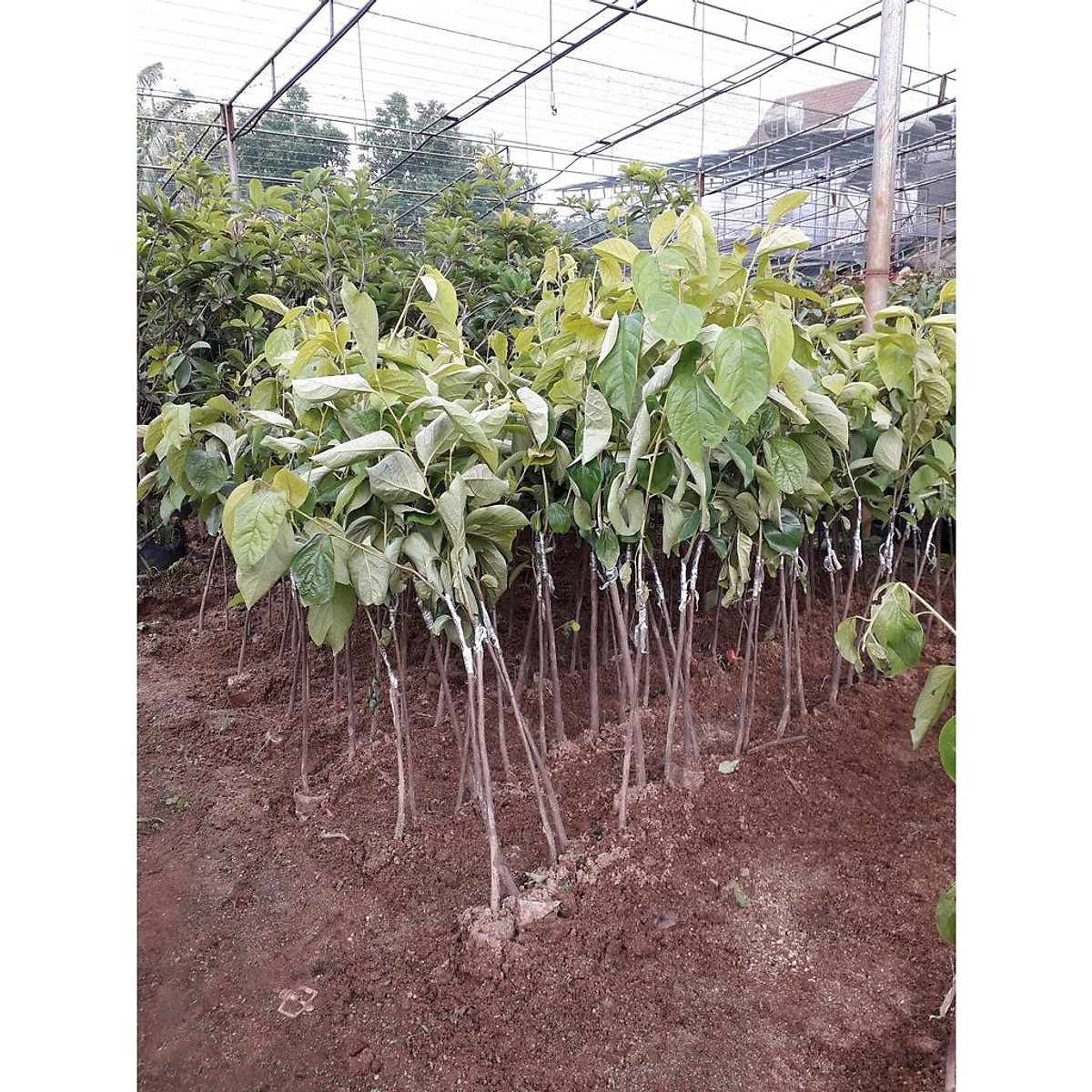 Cây Giống Hồng Gòn Đà Lạt