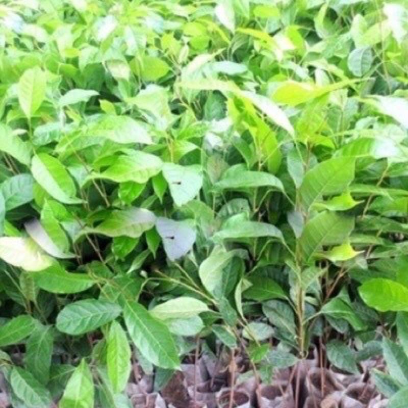 Combo 2 cây chè xanh Thái Nguyên dùng pha trà,làm bánh