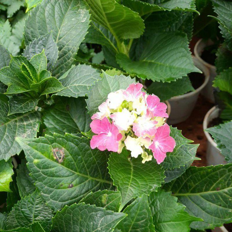 Cây đẹp, Cẩm tú cầu - cây cẩm tú đang có nụ hoa, có màu xanh, hồng, xanh lam