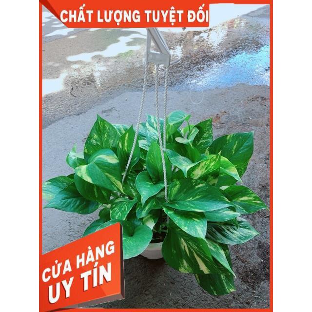 Chậu Trầu Bà Thái Size Đại