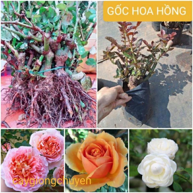 HOA HỒNG NGOẠI RỄ TRẦN NHIỀU MÀU