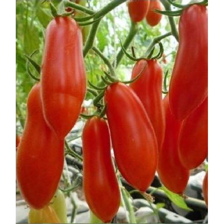 Hạt giống cà chua chuối 30 hạt/gói