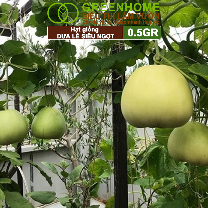 Hạt Giống Dưa Lê Popoca Siêu Ngọt, Greenhome, Gói 0.5GR, Dễ Trồng Quanh Năm, Nảy Mầm Cao, T25