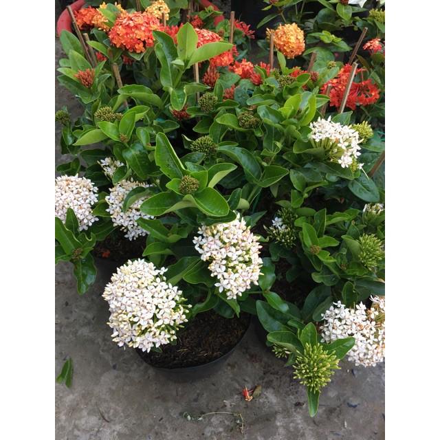 Cây hoa mẫu đơn trắng lá trung