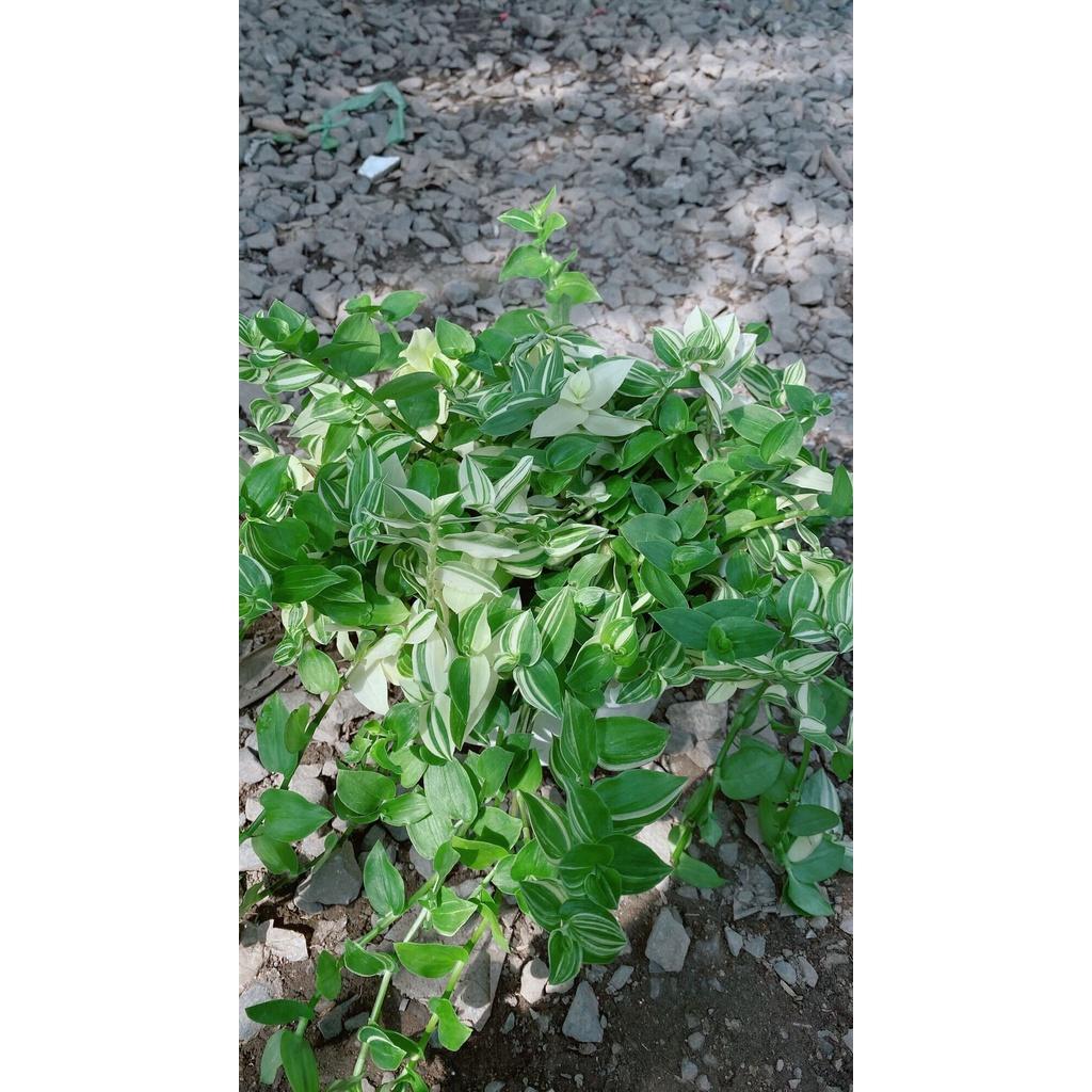 Cây Ngọc Trai Xanh