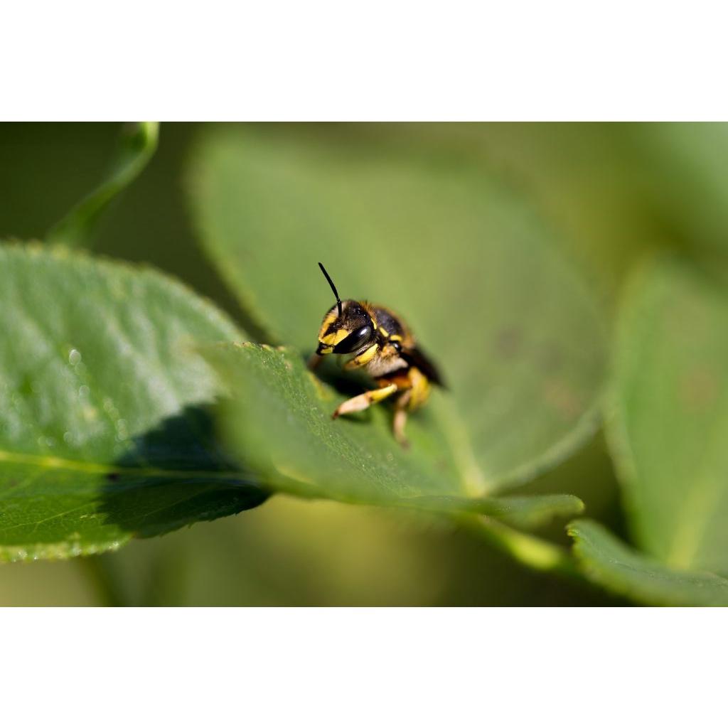 Dầu khoáng phòng ngừa sâu bệnh - Chai 250ml