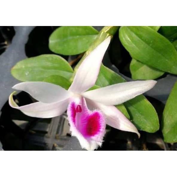 Sản Phẩm hoa phong lan phi điệp 5ct gieo hạt