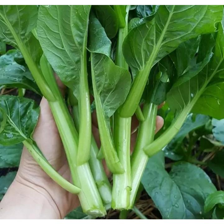 Hạt giống cải ngồng 20gram