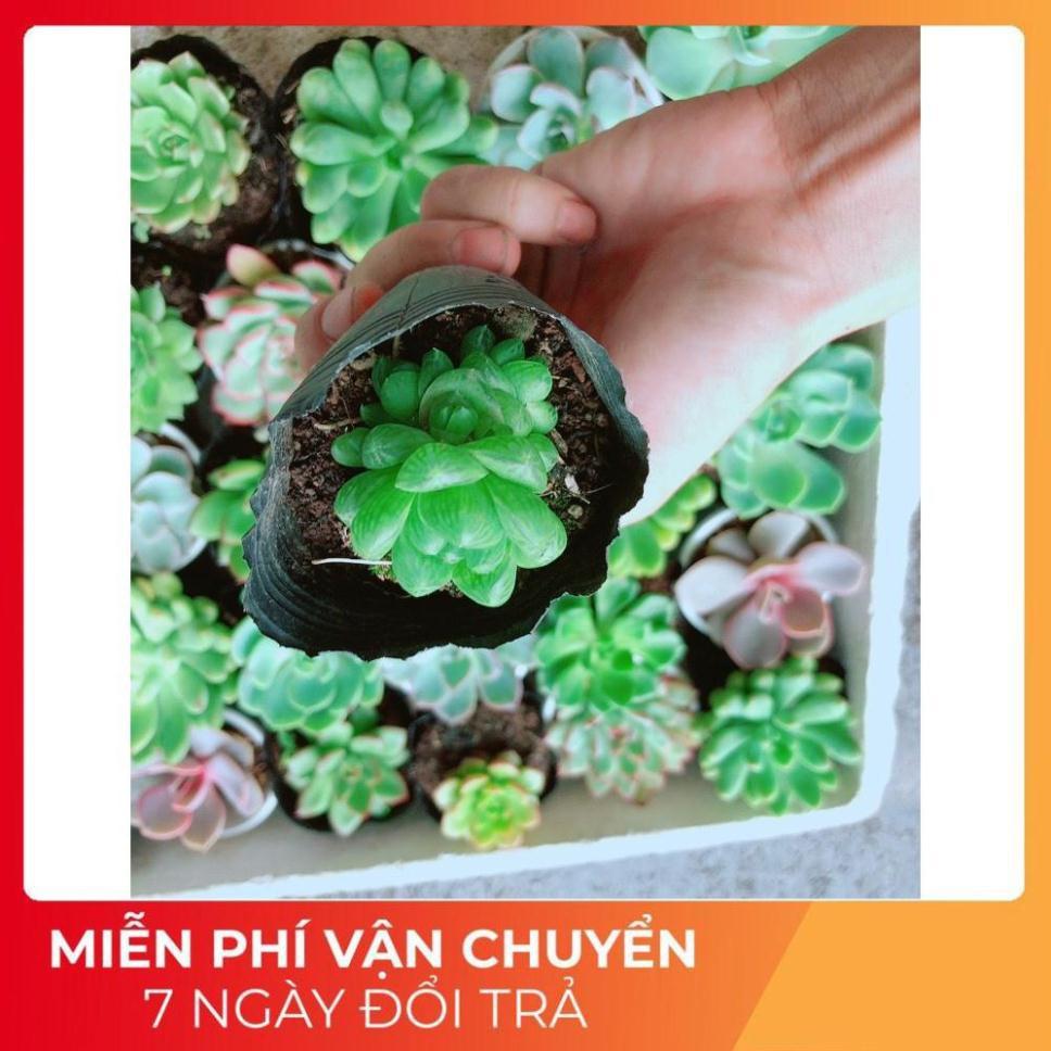 Combo 10 Cây Sen Đá