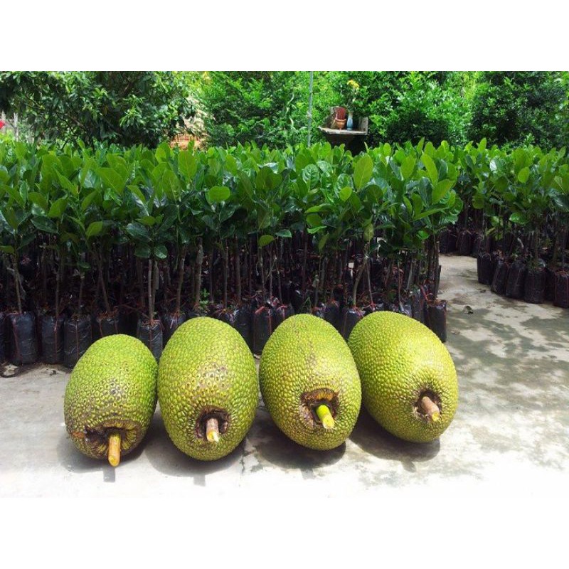 Mít không hạt khổng lồ dòng F1