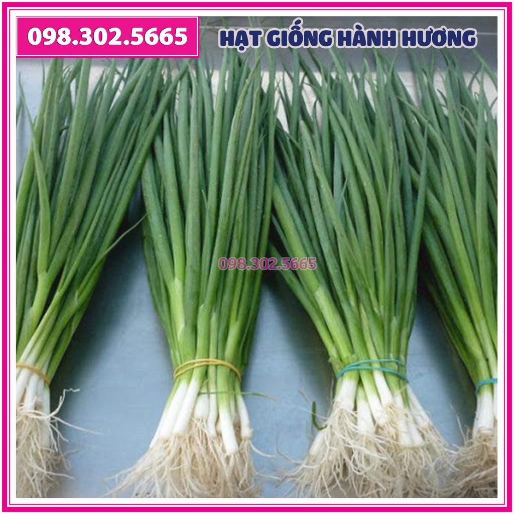 Hạt giống hành hương, hành lá, hành hoa - gói 5 gam - Năng suất cao, kháng sâu bệnh
