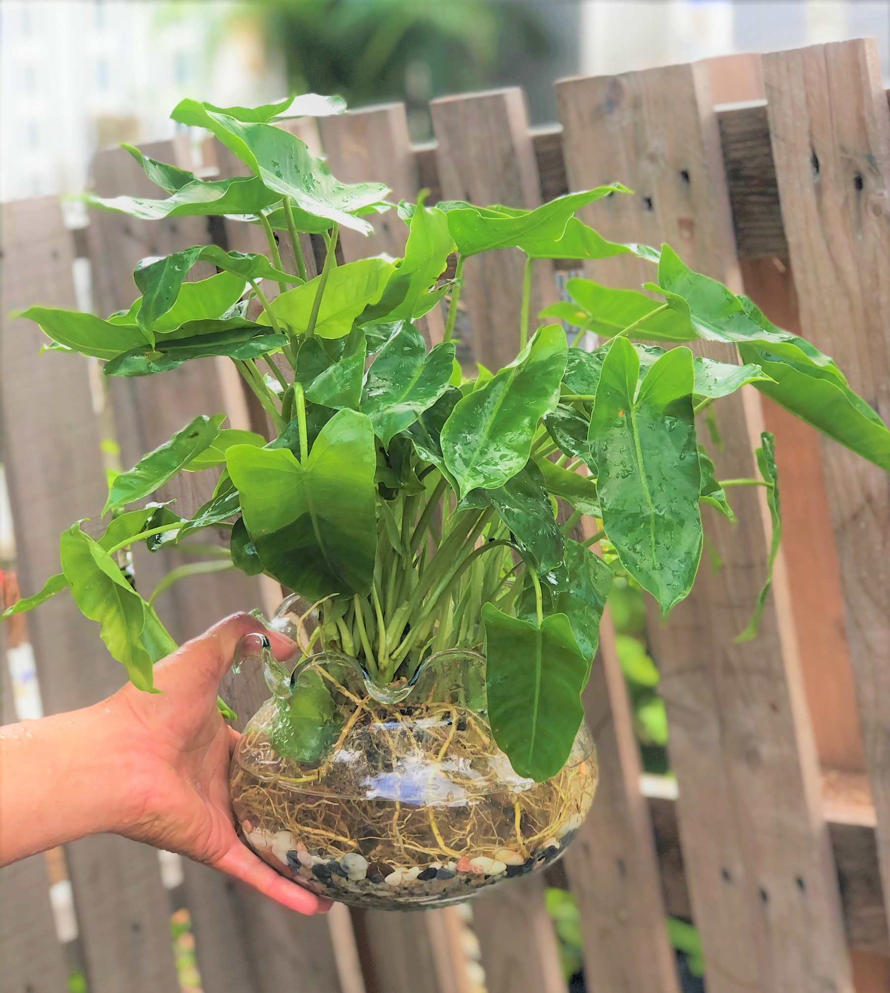 Chậu thủy tinh cây trầu bà Pháp thủy canh tặng kèm đá trang trí