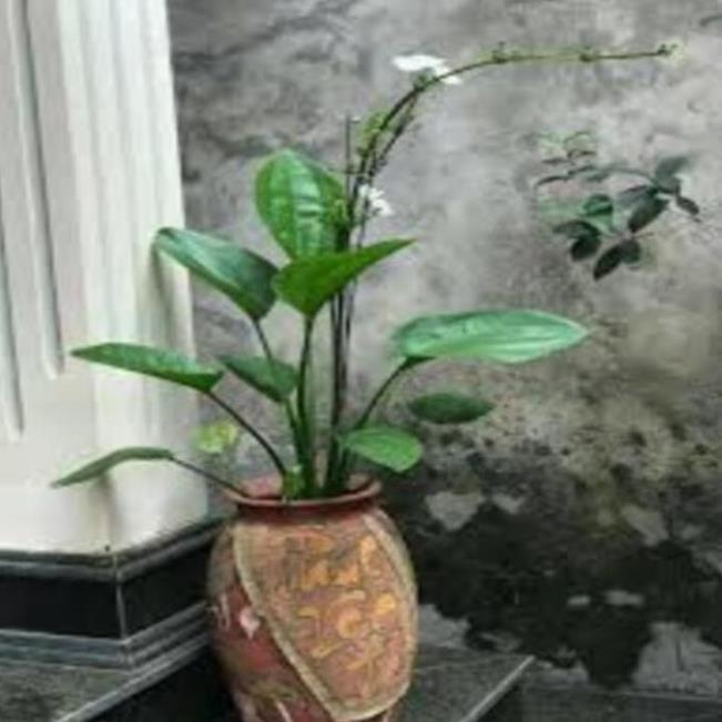 Chậu cây BÁCH THỦY TIÊN, THỦY SINH - Cây PHONG THỦY, may mắn, tài lộc - gửi đi nguyên bầu , cây đẹp, giống chuẩn