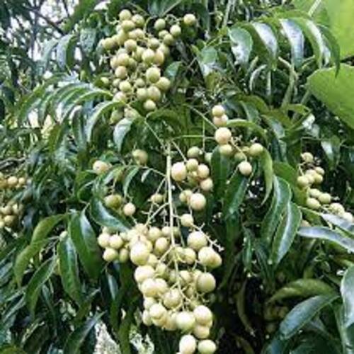 Cây Mắc Mật - nhà vườn Xuân Khương