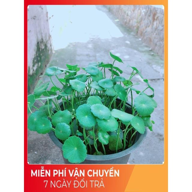 Cỏ Đồng Tiền