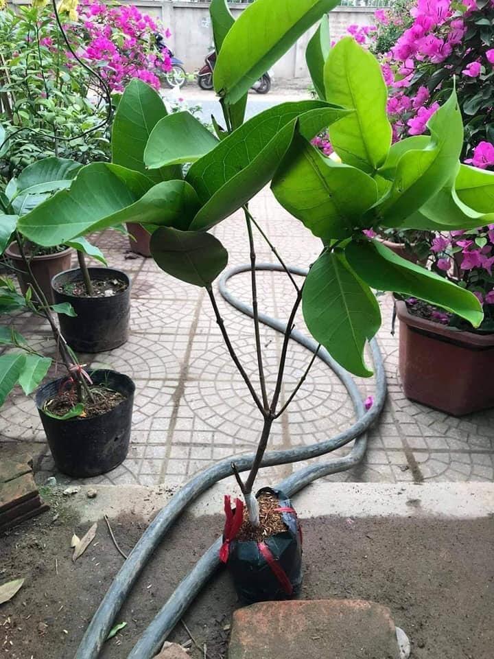 Cây giống mận tím roi trái sớm