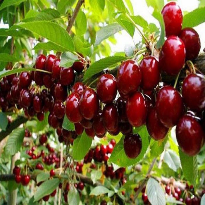 CÂY GIỐNG CHERRY BRAZIL CHỊU NHIỆT,QUẢ TO ĐỎ MỌNG CAM KẾT CHUẨN GIỐNG F1