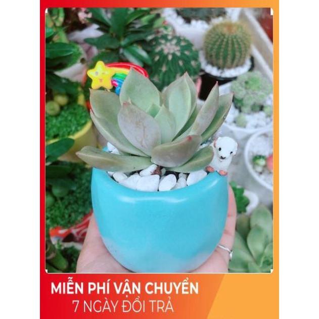 Chậu Sen Đá Tiểu Cảnh