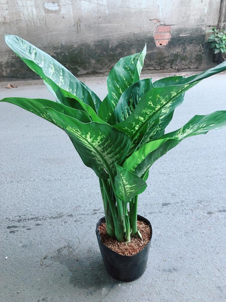 Cây Vạn Niên Thanh Size Lớn Cao 80cm Rộng 50cm