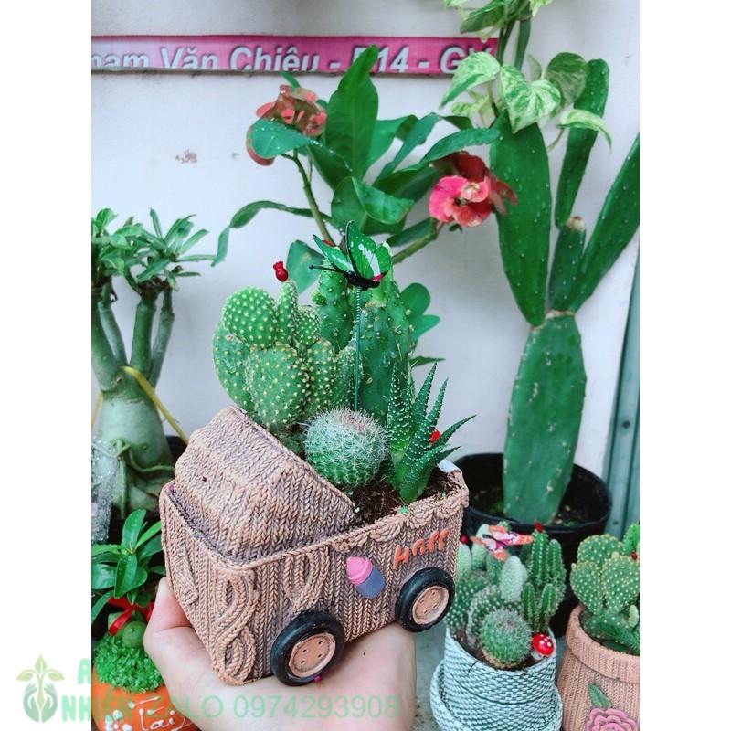 Chậu Xương Rồng Tiểu Cảnh