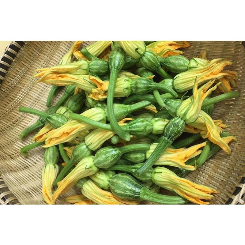 Giống Bí Nụ Lai F1 GITA 33 - RẠNG ĐÔNG - 8 Hạt - Bông nhiều, nụ nhiều, thu hoạch nụ liên tiếp, trái ăn ngon