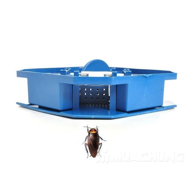 Dụng cụ bắt gián hiệu quả