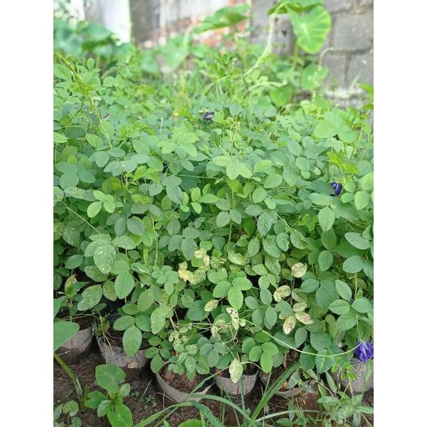 Bầu hoa đậu biếc cánh kép đang hoa