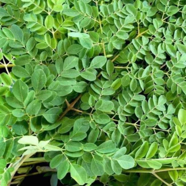 Hạt Giống Chùm Ngây 20gr