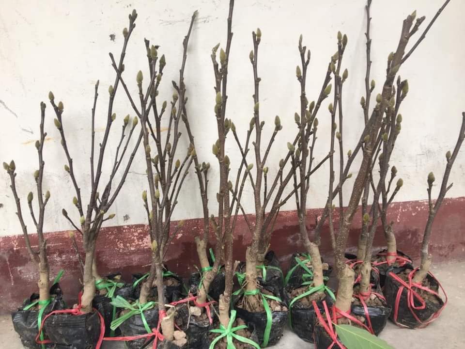 Cây hoa mộc lan màu hồng cánh sen cây đang nụ nở hoa vào tết