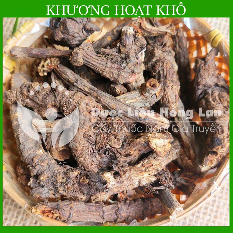 [THƯỢNG HẠNG] 500g Khương Hoạt khô đẹp loại 1