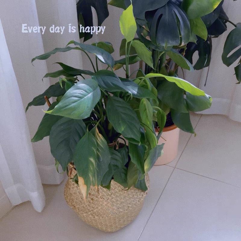 Giỏ cói Bị cói trồng cây trang trí, đựng quần áo - Túi cói giỏ cói đựng cây giả cây trồng trong nhà
