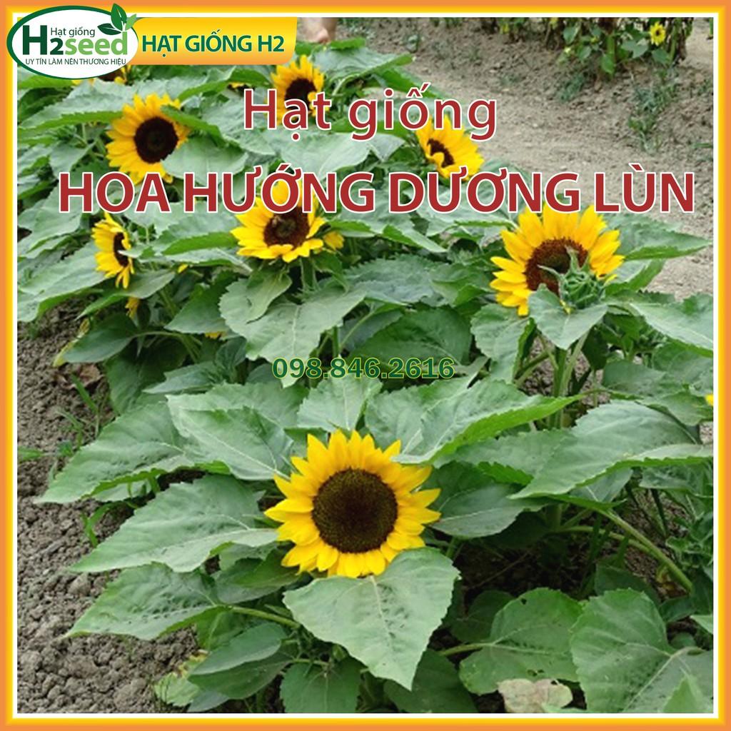 Gói 30 Hạt giống hoa hướng dương lùn hoa đơn F1 nở hoa đều
